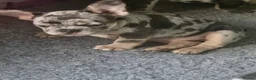 French Bulldog dogs for sale: French Bulldog Puppies - Advert 7
