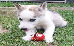 Siberian Husky dogs for sale: Siberian Husky puppies for sale ready now - Image 17