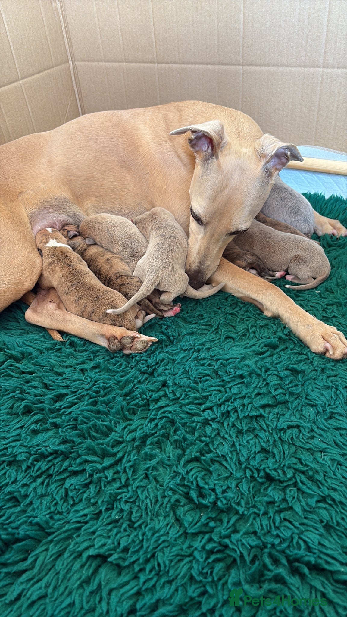 Whippet dogs for sale: Wonderful Whippets - Advert 1