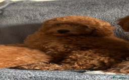 Poochon dogs for sale: Gorgeous Red Toy Poochon Pups fully health tested - Image 11