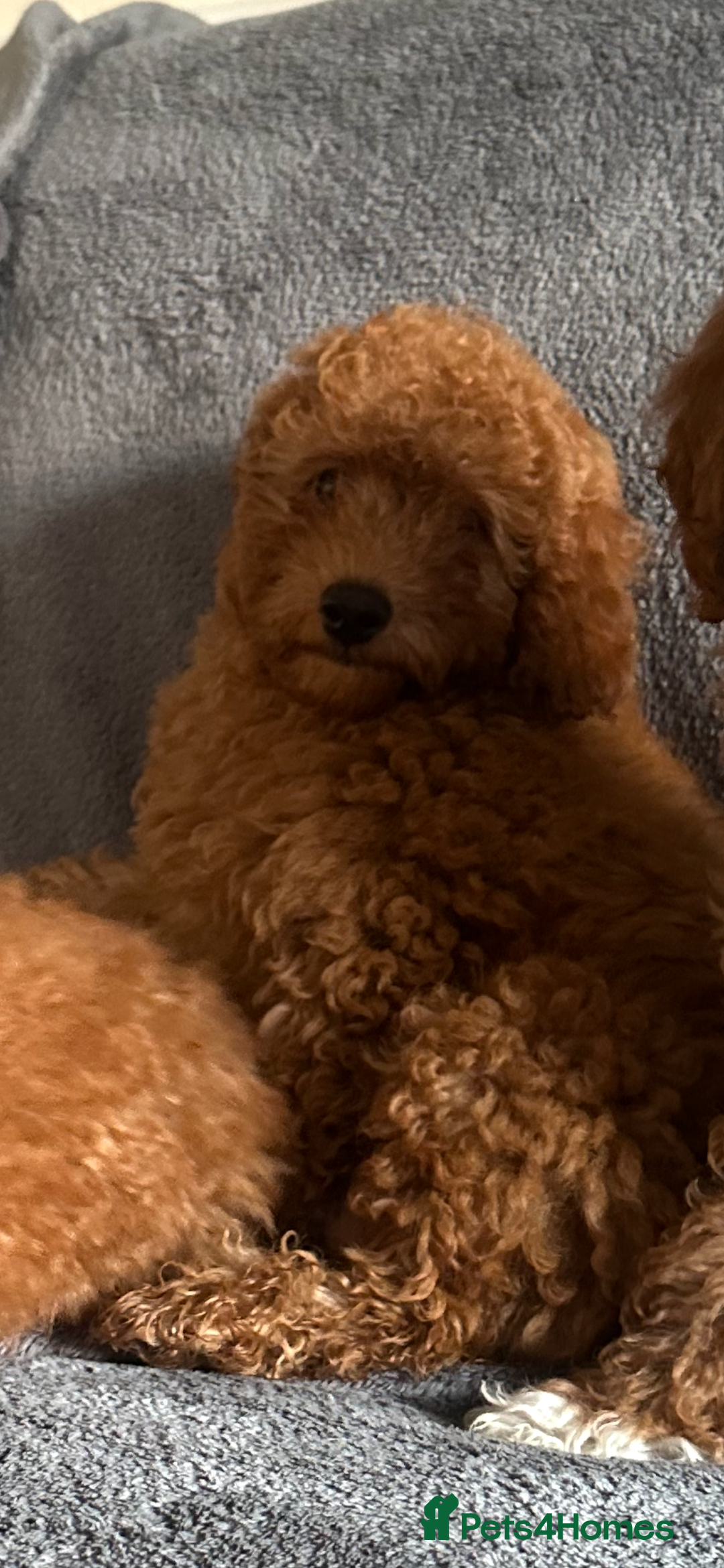 Poochon dogs for sale: Gorgeous Red Toy Poochon Pups fully health tested - Image 11