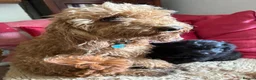 Cockapoo dogs for sale: Cockapoo Puppies!! 🐶  - Advert 37