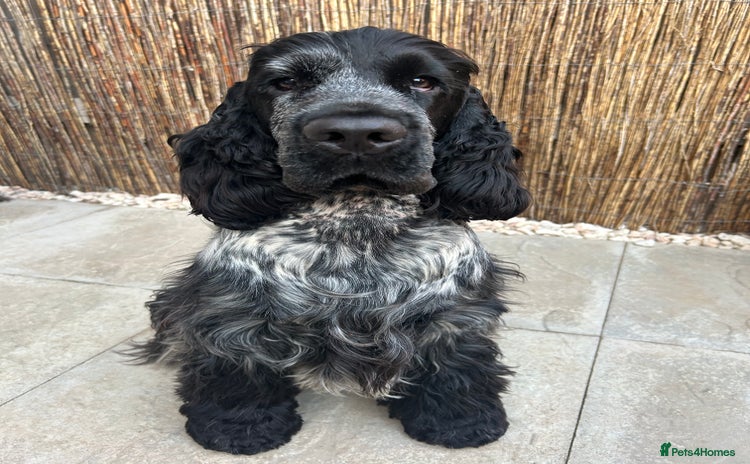 Cocker Spaniel dogs in Exeter - Advert 12