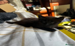 Mixed Breed cats for sale: 4 Russian Blue X Norwegian Forest mix kittens - Image 4