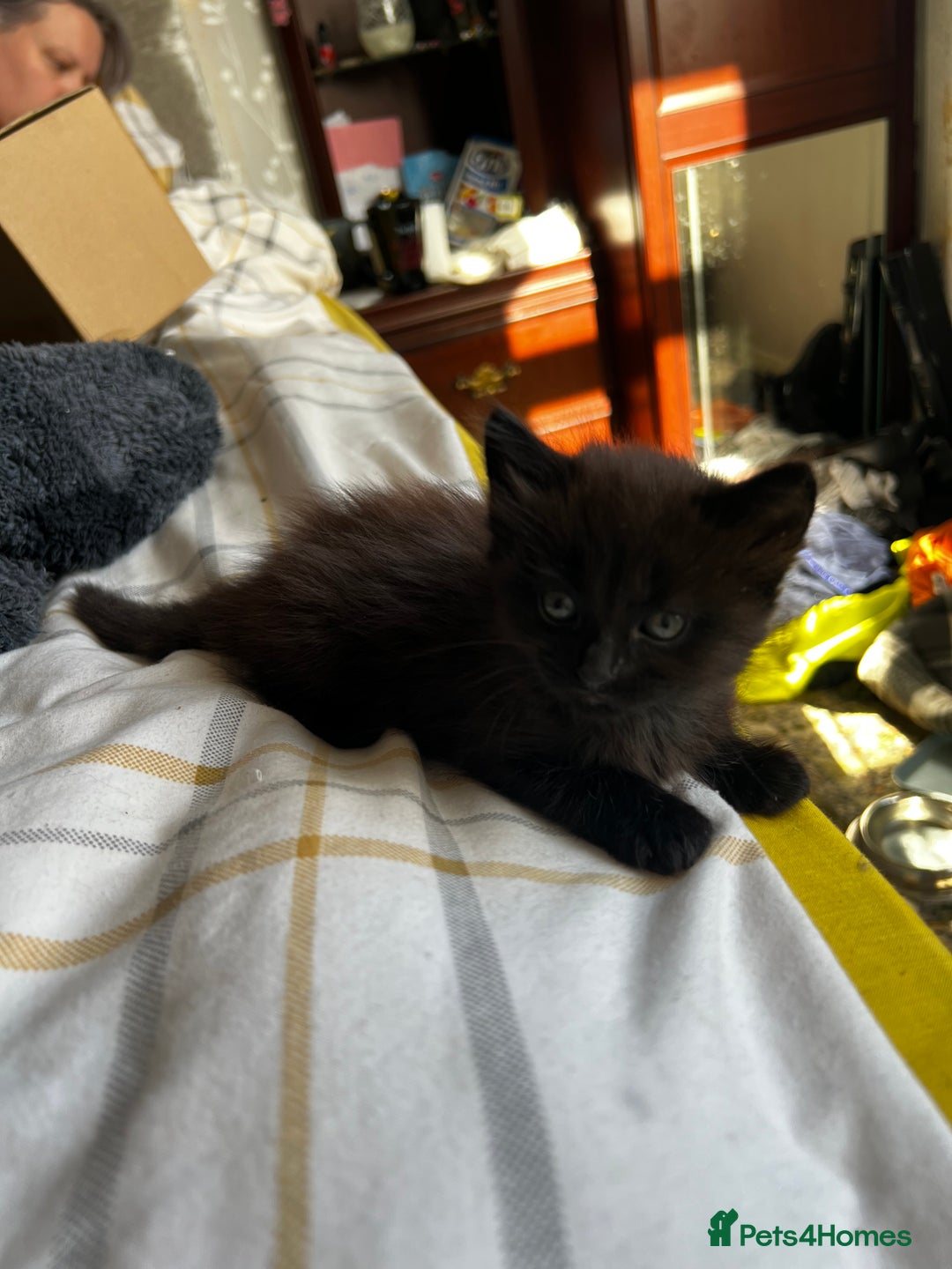 Mixed Breed cats for sale: 4 Russian Blue X Norwegian Forest mix kittens - Image 4