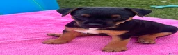 Patterdale Terrier dogs for sale: Patterdale terrier  - Advert 5