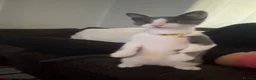 Mixed Breed cats for sale: Gorgeous kitten for sale  in Paignton - Advert 7