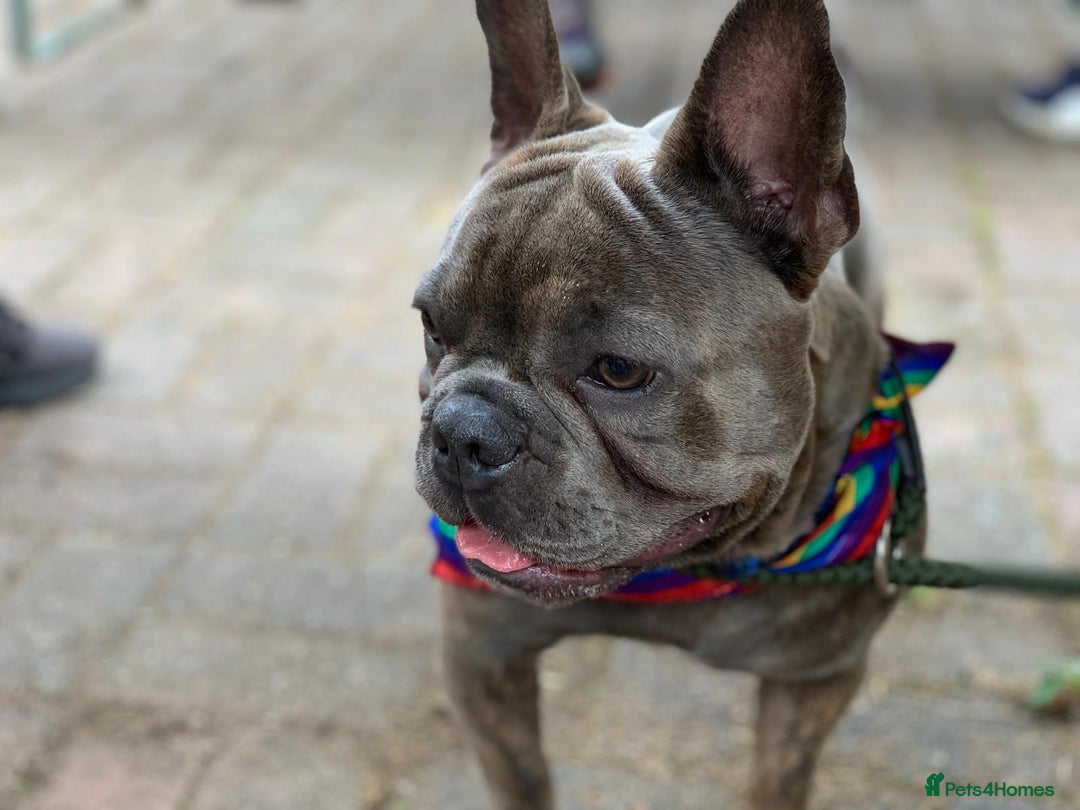 French Bulldog dogs for sale: French bulldog free to a good home  - Image 4