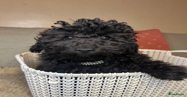 Cavapoo dogs - Advert 3