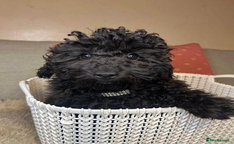 Cavapoo dogs - Advert 10