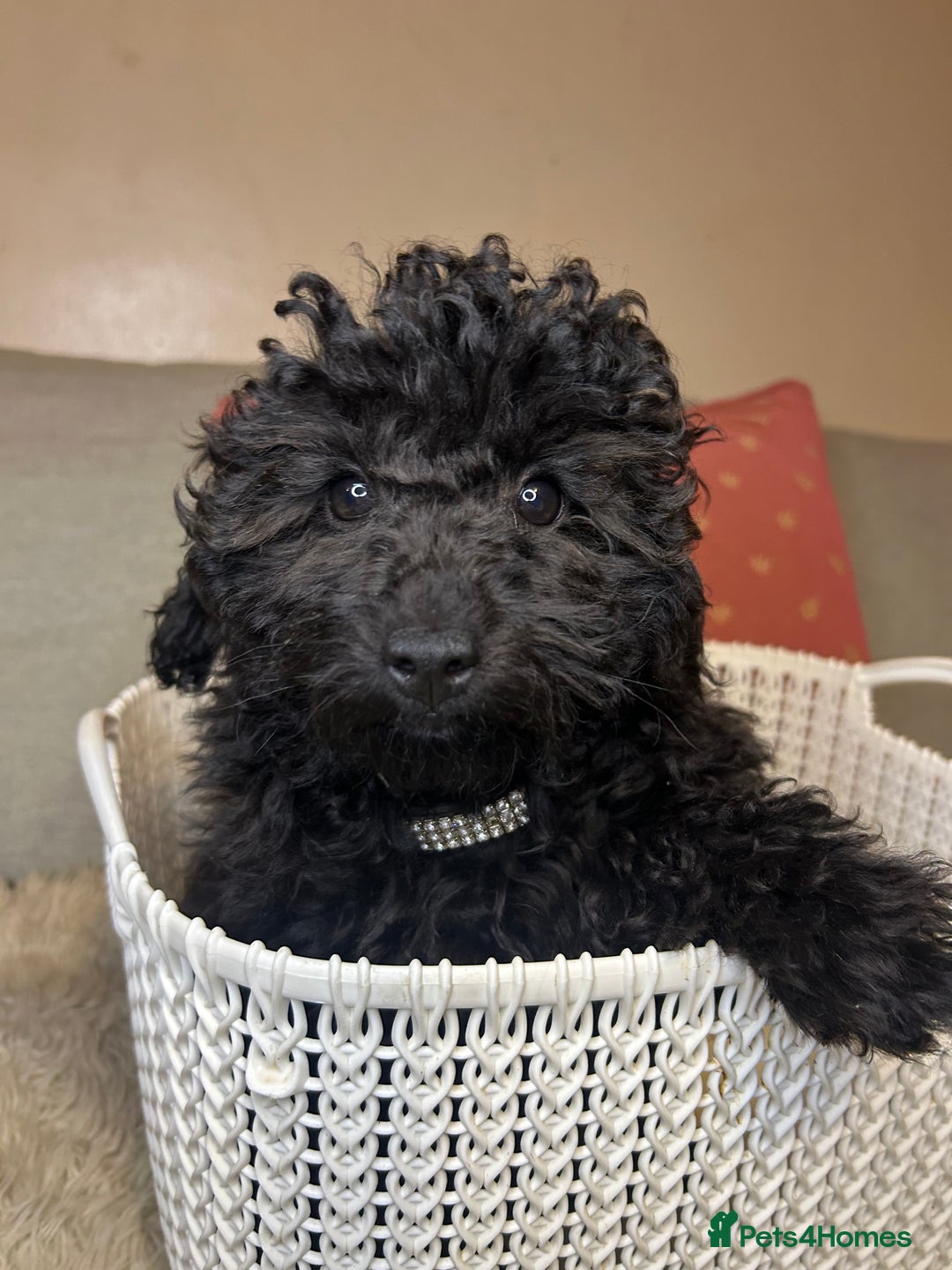 Cavapoo dogs for sale: Beautiful F1BB Cavapoo Girl - Image 1