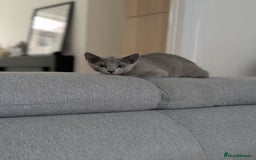 Russian Blue cats for sale: Last Russian Blue girl - Image 9