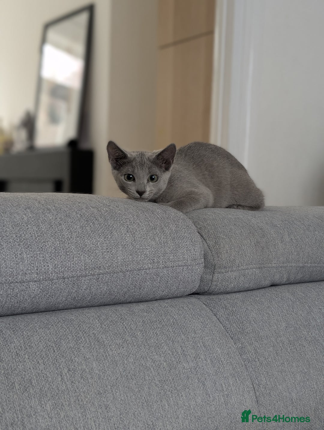 Russian Blue cats for sale: Last Russian Blue girl - Image 9