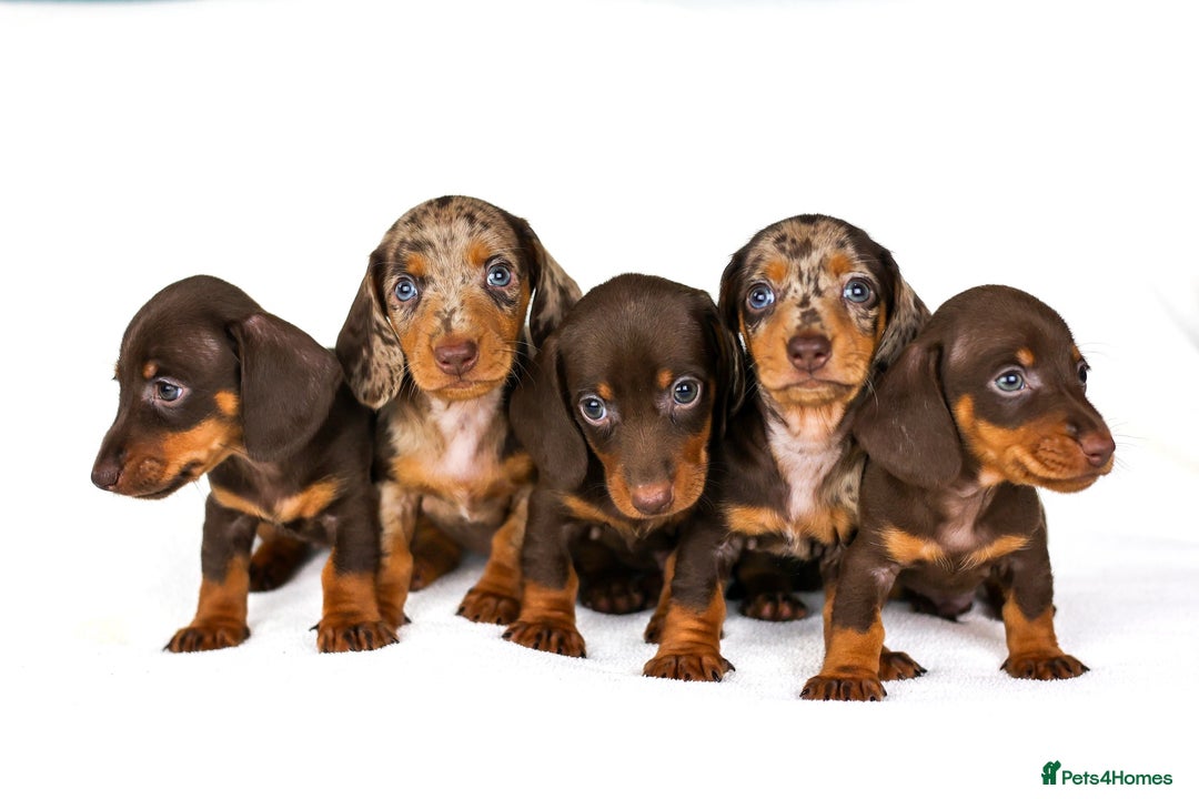 Dachshund dogs for sale: puppys - Image 1
