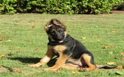 German Shepherd dogs for sale: *Quality GSD puppies for sale - Image 6