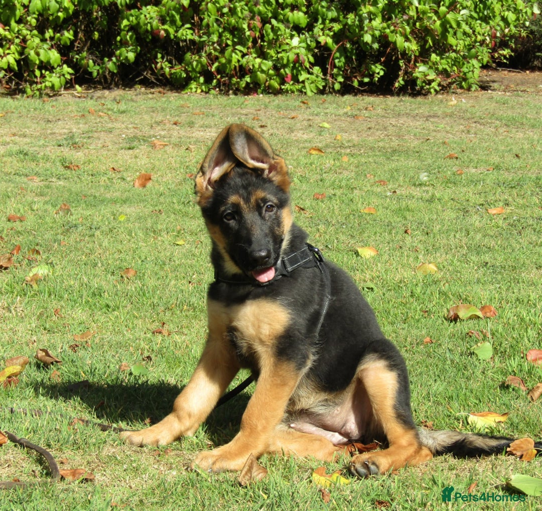 German Shepherd dogs for sale: *Quality GSD puppies for sale - Image 6