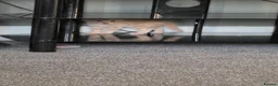 British Shorthair cats for sale: 4 British short-hair kittens, 1 male , 3 female - Advert 12