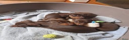 Miniature Dachshund dogs for stud: Barney chocolate and tan stud  in Mansfield - Advert 7