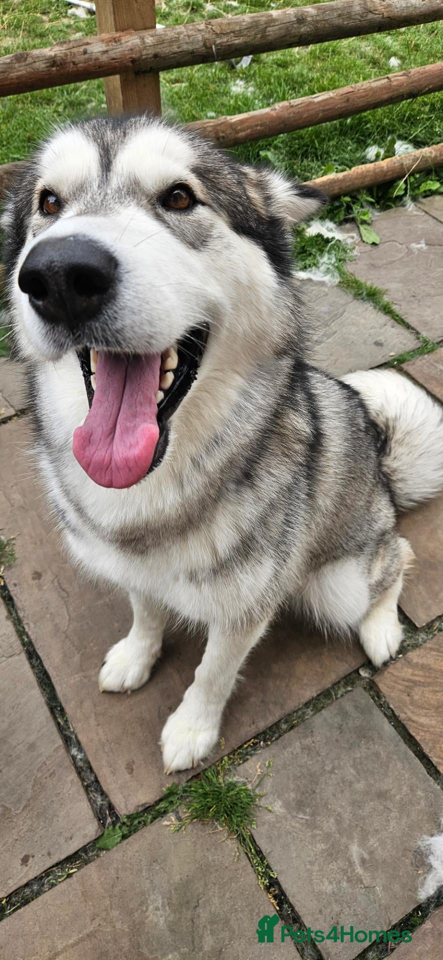 Alaskan Malamute dogs Luna, Malamute, Age 3, Pedigree & KC Registered - Advert 11