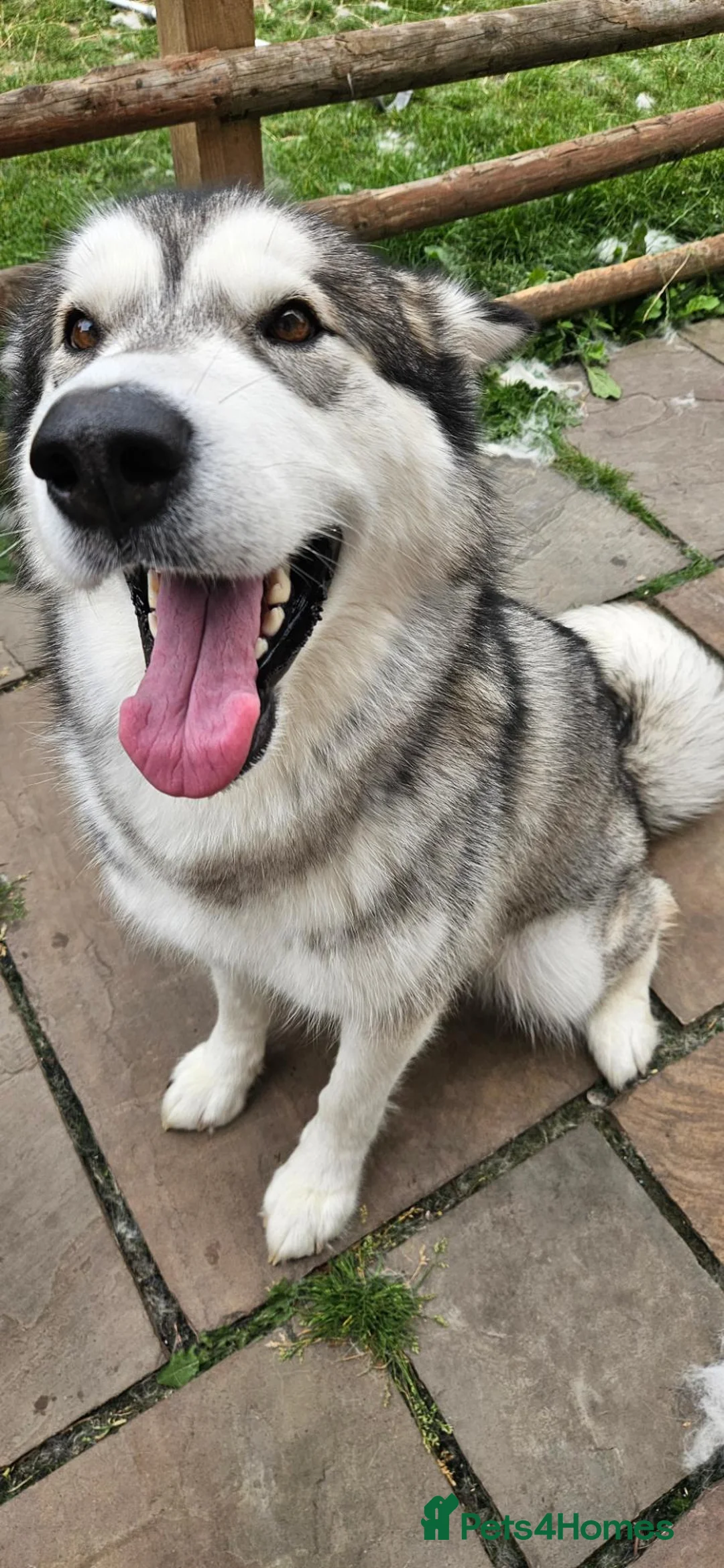 Alaskan Malamute dogs for sale: Luna, Malamute, Age 3, Pedigree & KC Registered - Advert 1