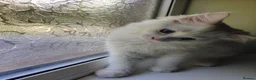 Ragdoll cats for sale: Last boy - Advert 5