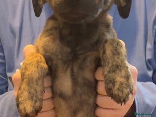 Mixed Breed dogs Beddy Whippet x Whippet lurchers - Advert 1