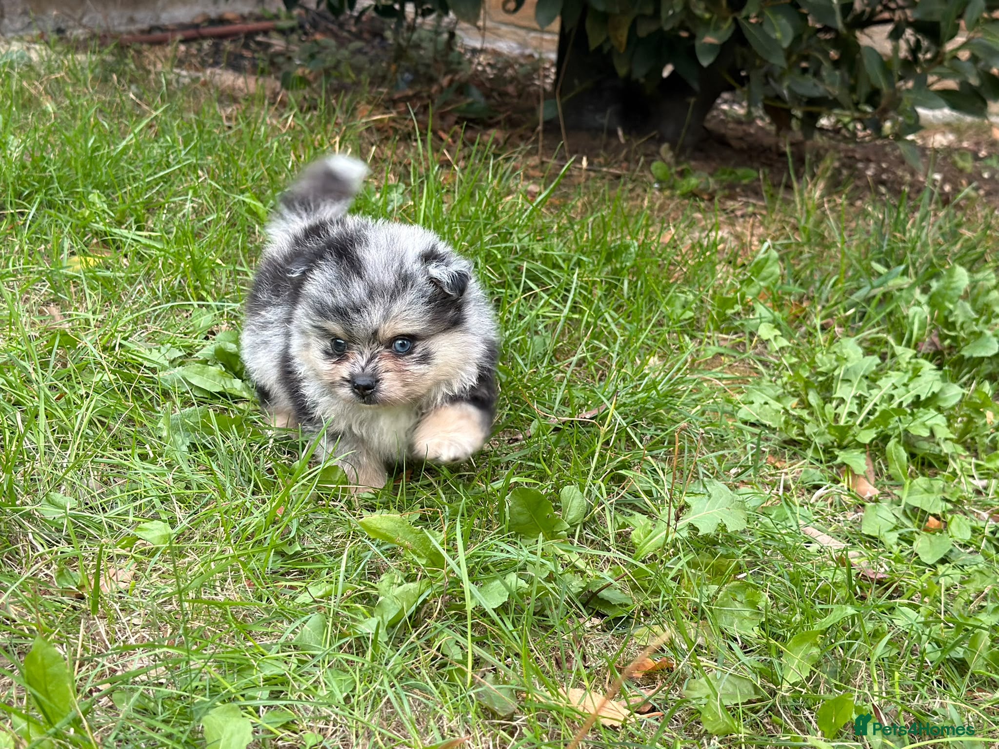 Pomeranian dogs Mini Rare Blue eye Merle, Black pomeranian - Advert 3