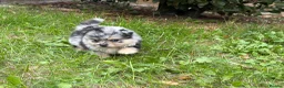 Pomeranian dogs for sale: Rare Blue eye Merle, husky type Black pomeranians  - Advert 28