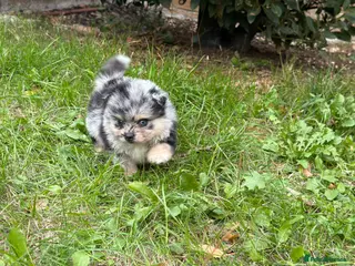 Pomeranian dogs Mini Rare Blue eye Merle, Black pomeranian - Advert 3
