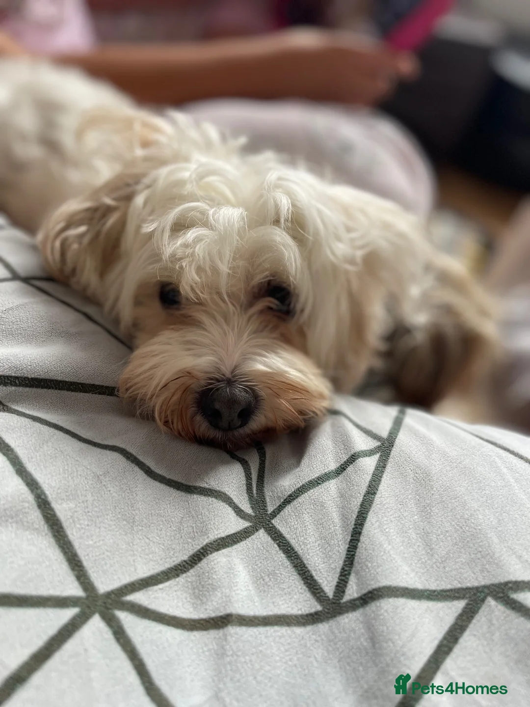 Mixed Breed dogs for sale: Havanese x Poochon mix pups in Birmingham - Advert 1