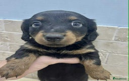 Dachshund dogs for sale: Miniature Dachshund puppies - Image 2