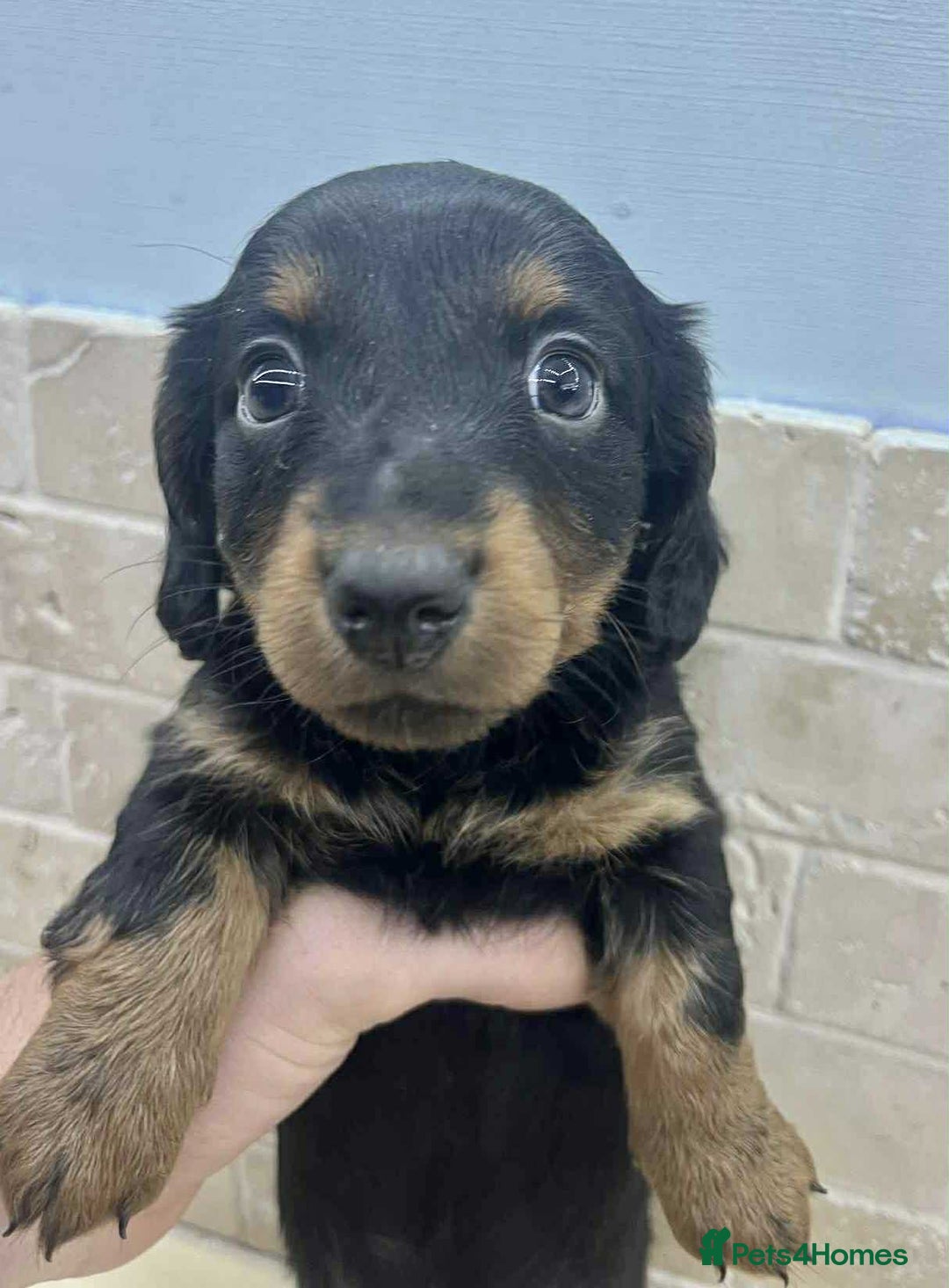 Dachshund dogs for sale: Miniature Dachshund puppies - Image 2