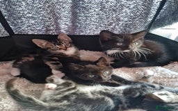 Mixed Breed cats for sale: 2 kittens for sale. A beautiful boy and a girl - Image 4