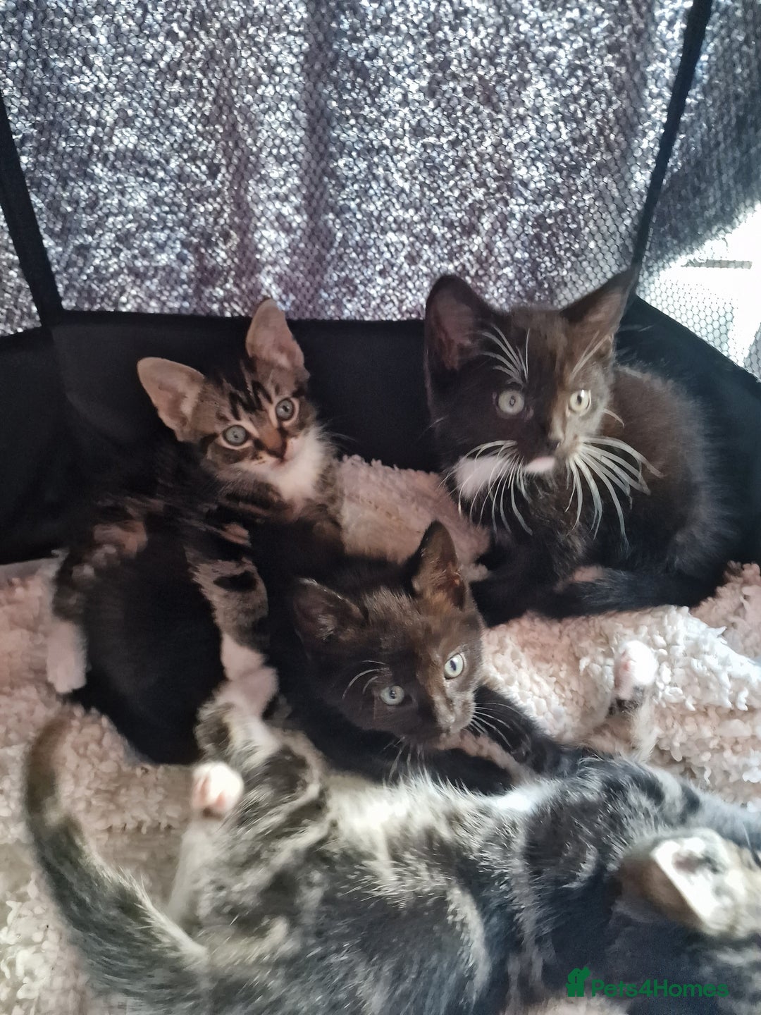 Mixed Breed cats for sale: 2 kittens for sale. A beautiful boy and a girl - Image 4