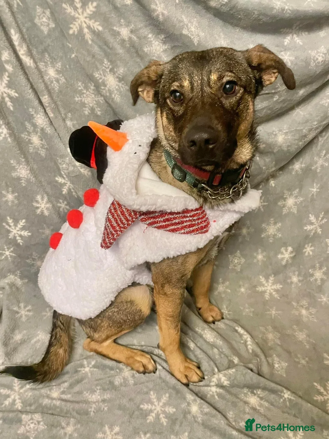 Mixed Breed dogs for adoption: Luna was stood up.... in Kidderminster - Advert 7