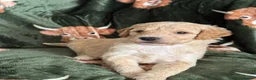 Goldendoodle dogs for sale: Goldendoodle puppies ready to leave ( 1 girl left) - Advert 14