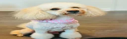 Cockapoo dogs for sale: COCKAPOO PUPPIES LOOKING FOR A HOME  - Advert 25