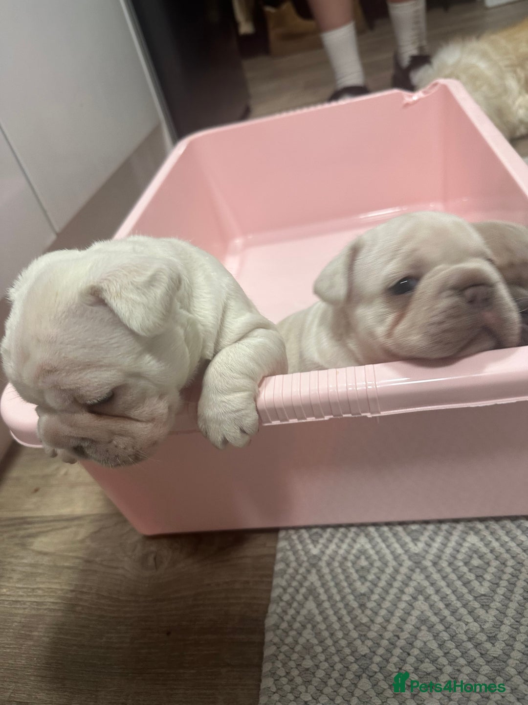 French Bulldog dogs for sale: Platinum  **  French bulldog female  - Image 5