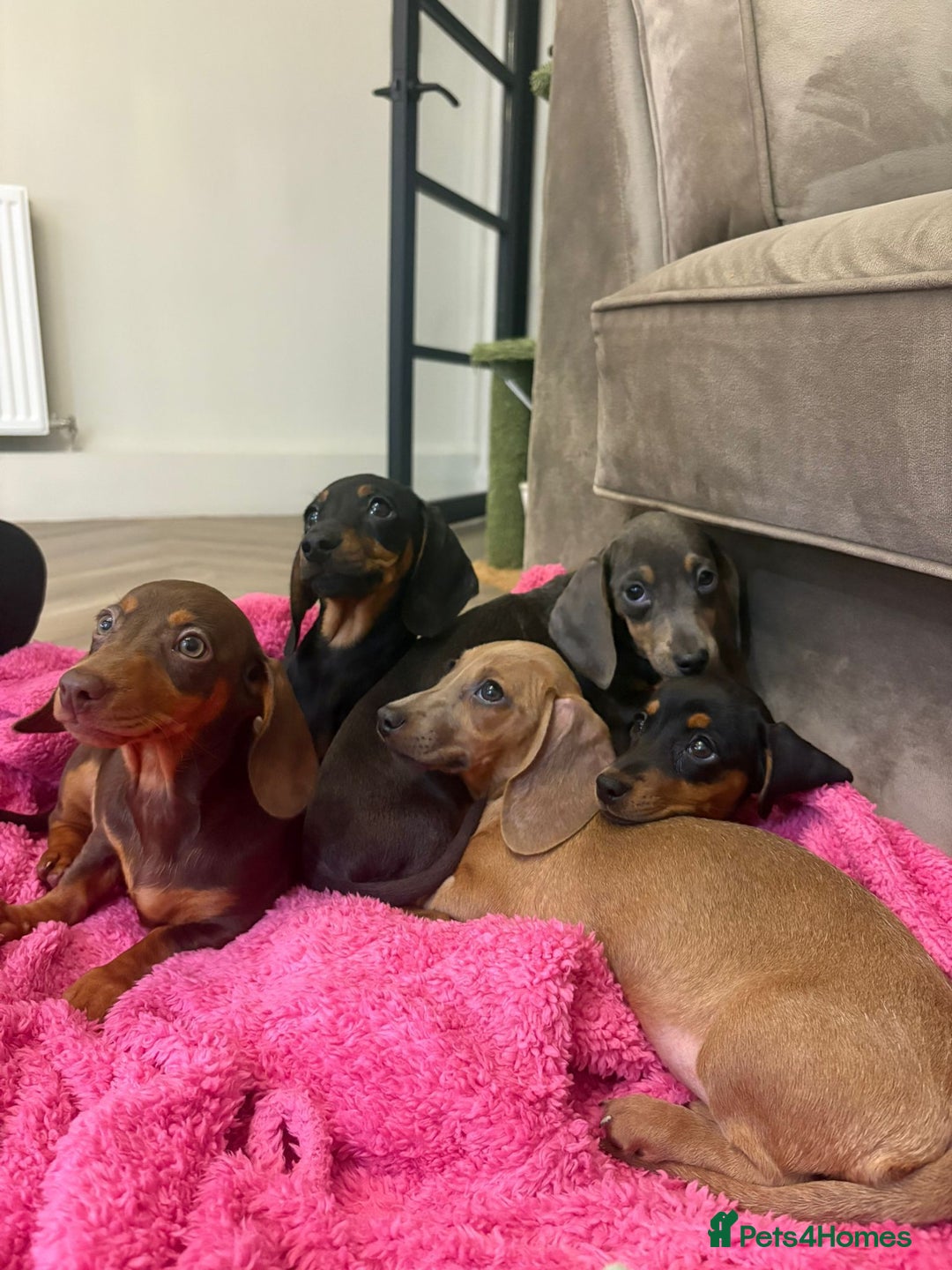 Miniature Dachshund dogs for sale: Little miniature dachshund  - Advert 6