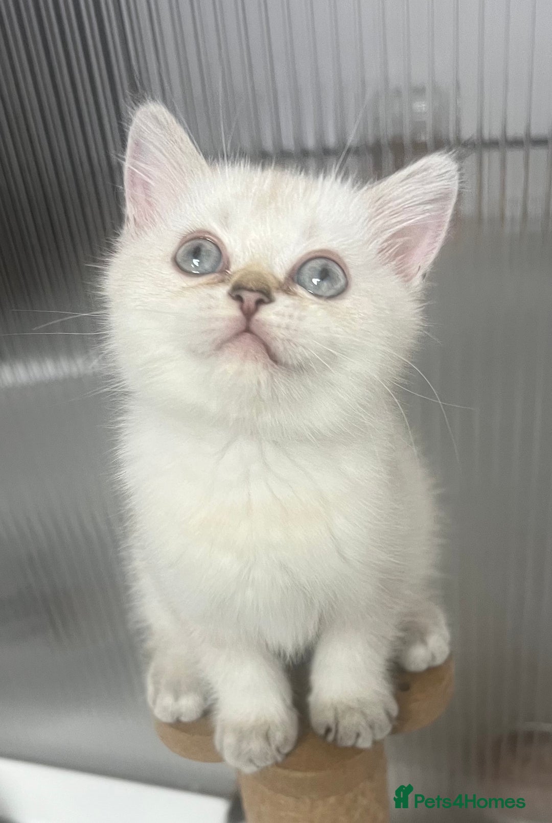 Scottish Fold cats for sale: Pedigree Scottish Fold & Straight last 2 kittens  - Image 10