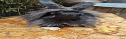 Lionhead rabbits for sale: 2 young lionheads does for sale £40 each  in Manchester - Advert 11