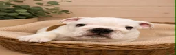 English Bulldog dogs for sale:  KC Reg English bulldog pups genuine breed colour - Advert 6