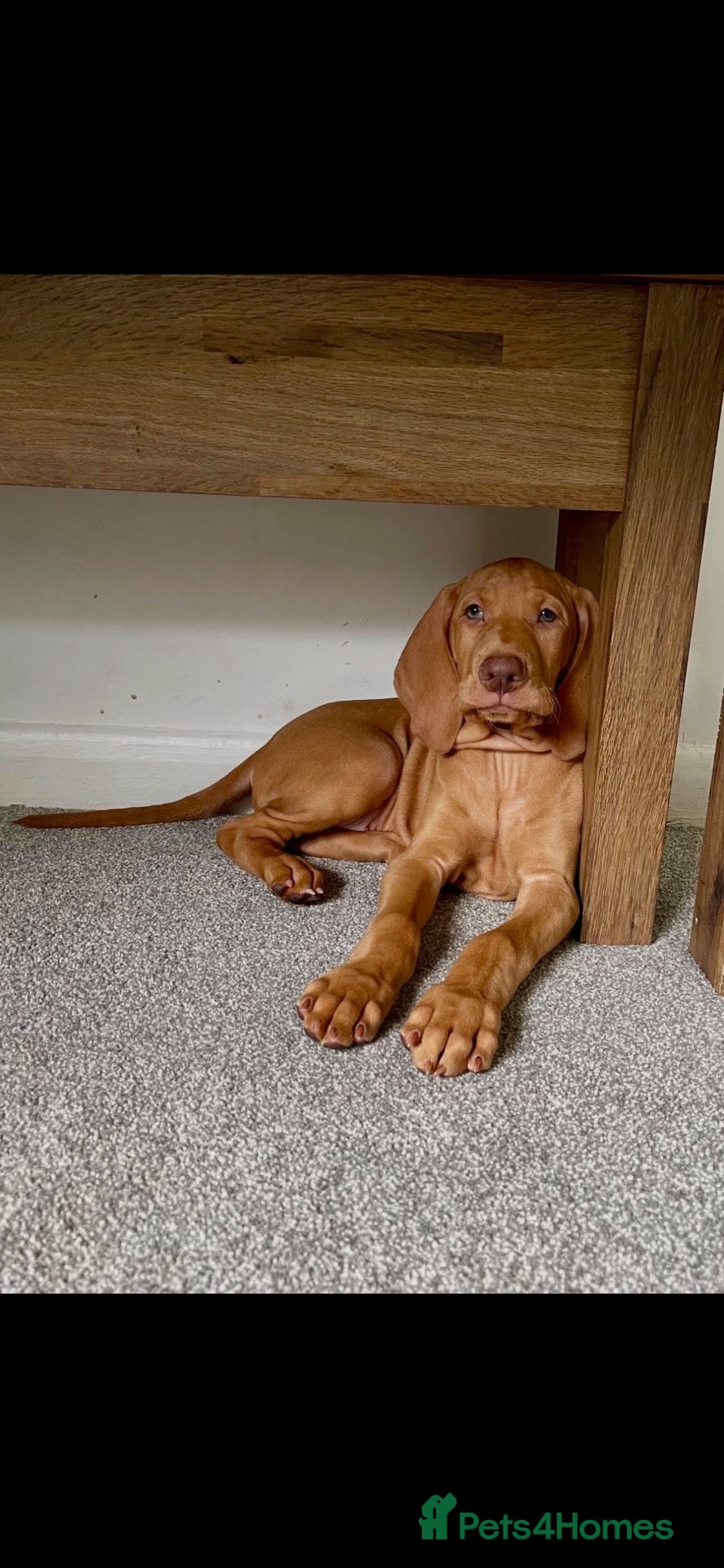 Hungarian Vizsla dogs Hungarian vizsla puppies 3 boys, 2nd vacc done   - Advert 2