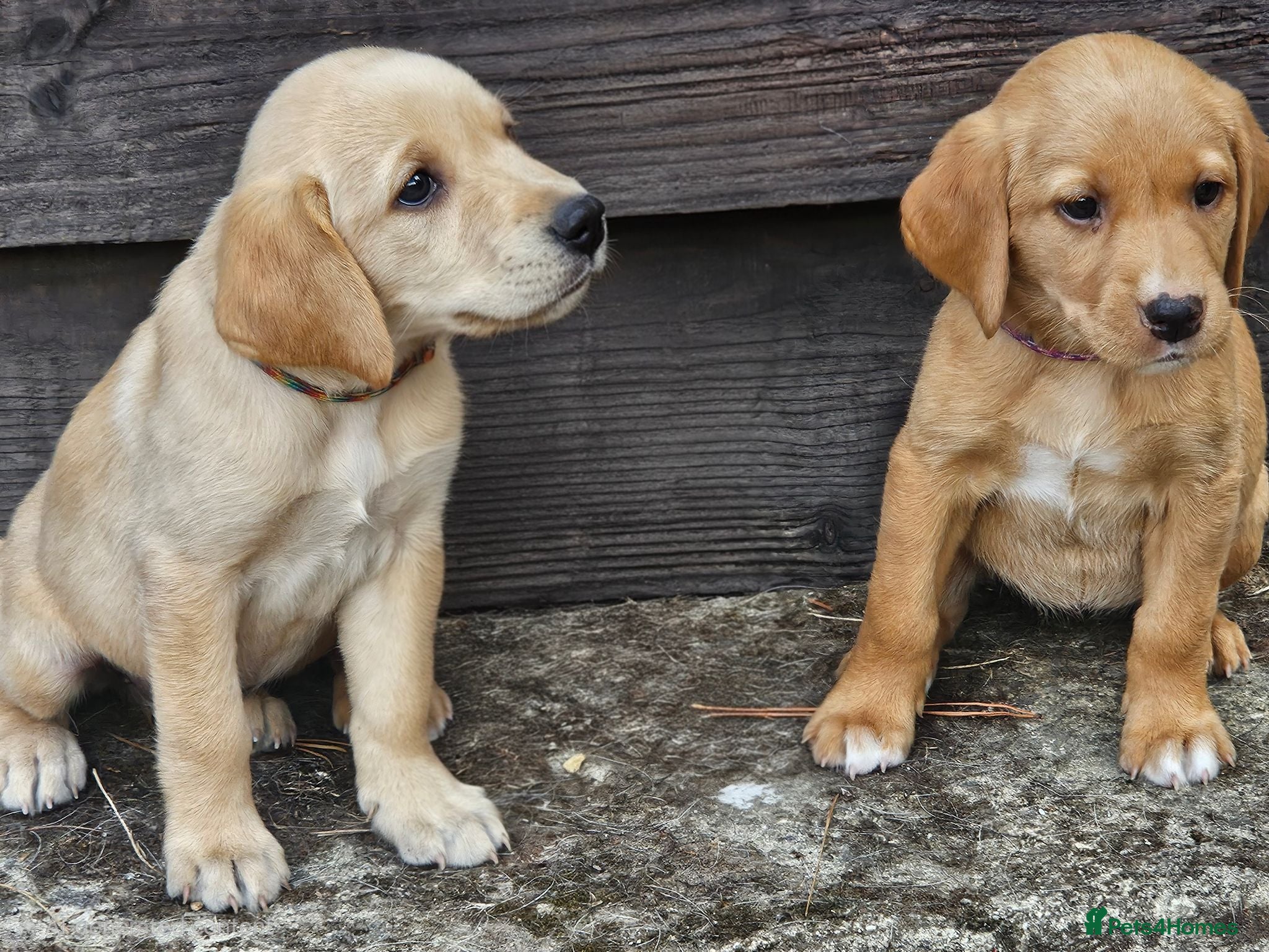 Labrador Retriever dogs 2 Lovely Girls Fox red & Yellow Labrador puppies - Advert 1