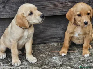 Labrador Retriever dogs 2 Lovely Girls Fox red & Yellow Labrador puppies - Advert 1