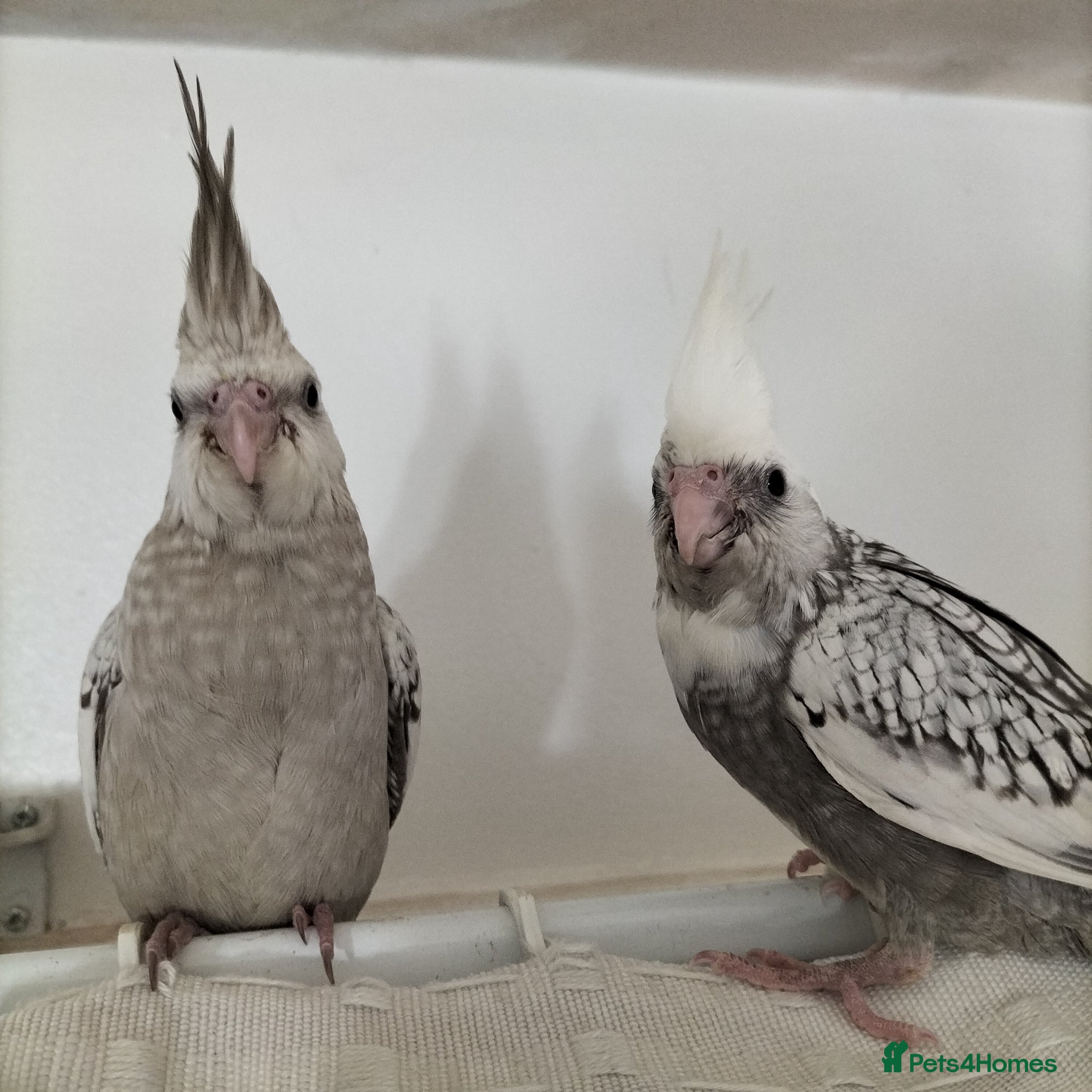 Cockatiels birds Hand Reared Cockatiels - Advert 14