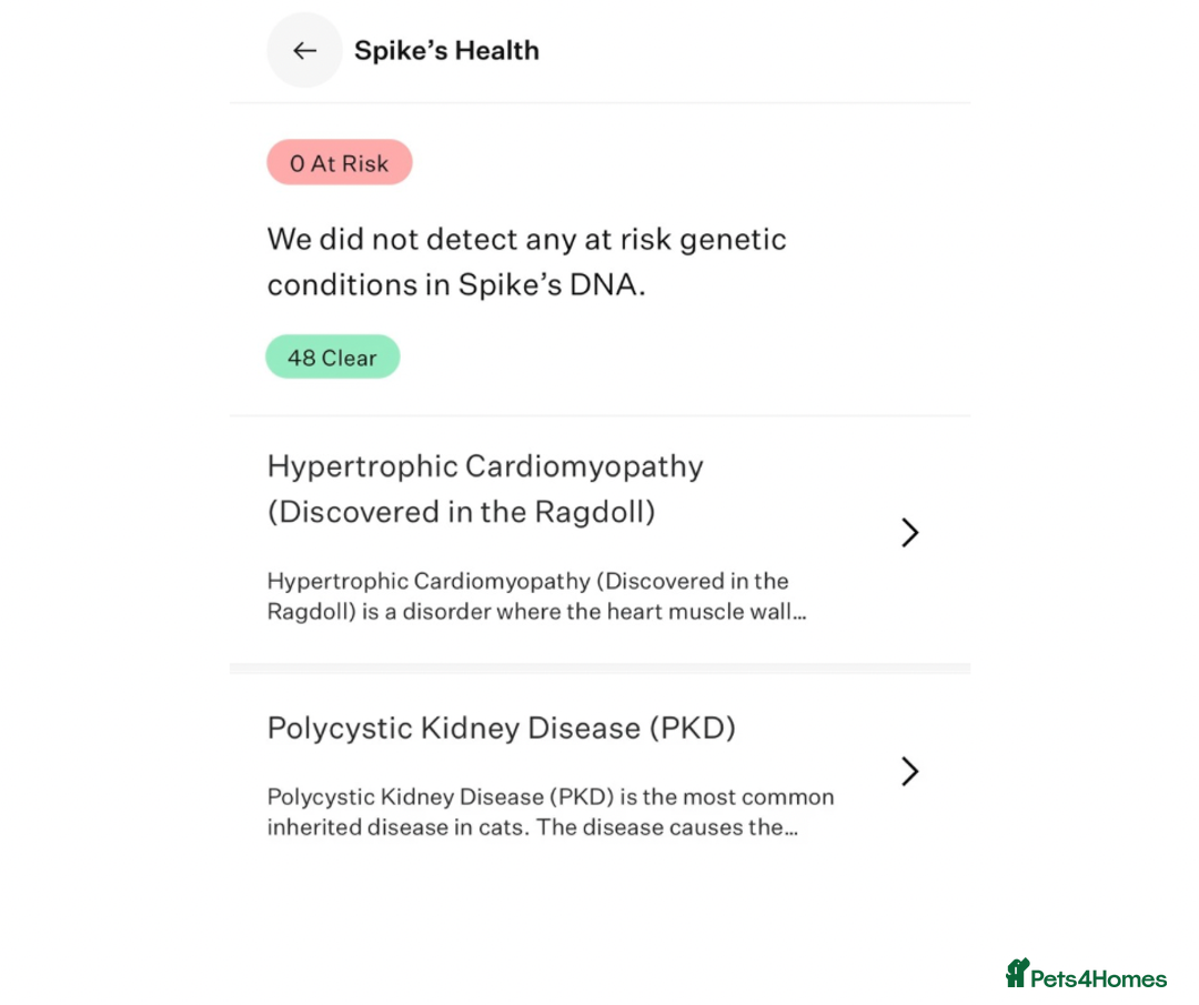 Ragdoll cats for sale: Blue colourpoint female can drop off to Edinburgh  - Advert 8