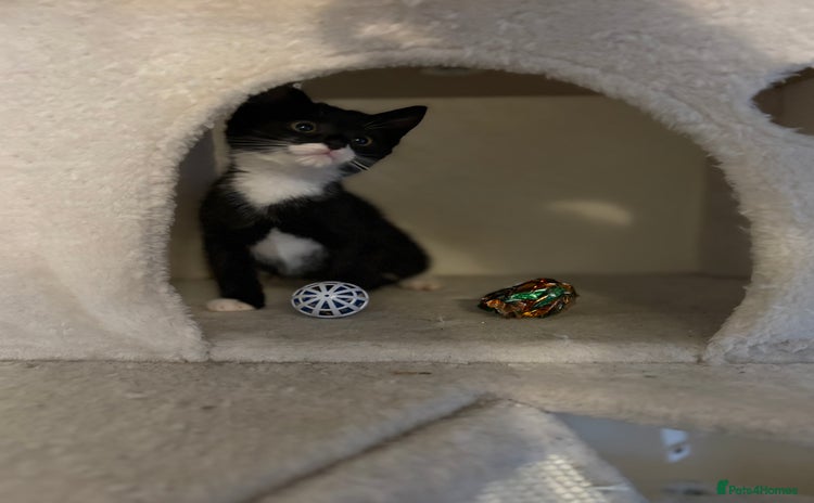 Mixed Breed cats - Advert 13