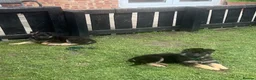 German Shepherd dogs for sale: 🐾Ready to leave Kc reg German shepherd puppies🐾 - Advert 5