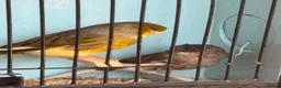 Canaries birds for sale: Gloster Canaries - Advert 2